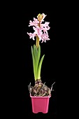 Hyacinthus orientalis