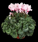 Cyclamen persicum