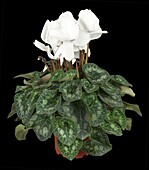 Cyclamen persicum