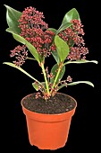 Skimmia japonica Rubella