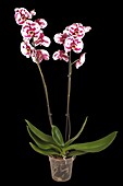 Phalaenopsis