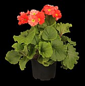 Primula obconica 'Touch Me'®