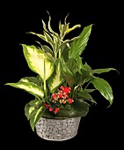 Kalanchoe blossfeldiana, Spathiphyllum, Diffenbachia, Dracaena