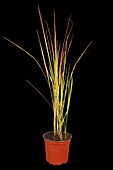 Imperata cylindrica 'Red Baron