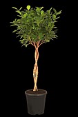 Ficus microcarpa 'Moclame', strain