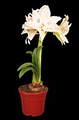 Hippeastrum, double