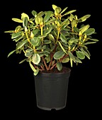 Rhododendron 'Goldinetta®'