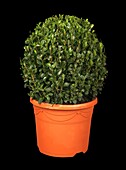 Buxus sempervirens, globe tree