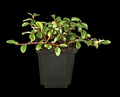 Cotoneaster dammeri radicans