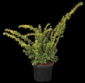 Taxus baccata 'Summergold'