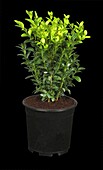 Buxus sempervirens