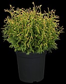 Thuja plicata 'Goldpearl