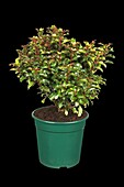 Ilex meserveae 'Little Rascal'®