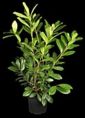 Prunus laurocerasus 'Vita'