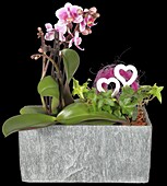 Phalaenopsis