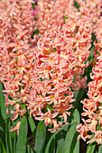 Hyacinthus orientalis 'Gipsy Queen'