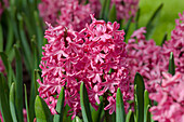 Hyacinthus orientalis 'Jan Bos'