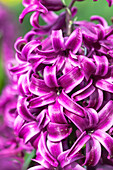 Hyacinthus orientalis 'Purple Sensation'