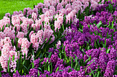 Hyacinthus orientalis 'Fondant'