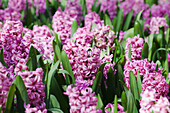 Hyacinthus orientalis 'Anna Liza'