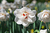 Narcissus 'Acropolis'