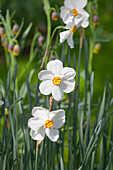 Narcissus poeticus 'Actaea'