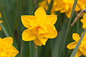 Narcissus 'Double Smile'