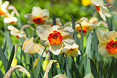 Narcissus Kissproof