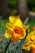 Narcissus Orange Progress