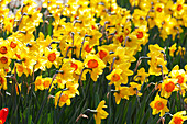 Narcissus 'Zaaling Oranje Geel' (Zaaling Orange Geel)