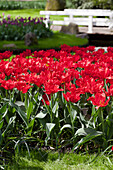 Tulipa 'Abba