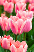 Tulipa 'Apricona'