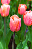 Tulipa 'Apricot Beauty'