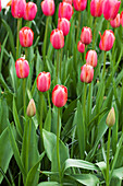 Tulipa 'Cape Holland'