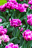 Tulipa Color Burst