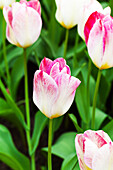 Tulipa fosteriana 'Flaming Purissima'