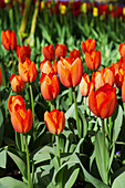 Tulipa 'Orange Balloon'