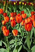 Tulipa Orange Balloon