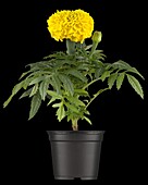 Tagetes