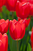 Tulipa 'Cherry Delight'