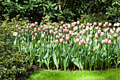 Tulipa 'Ollioules'