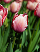 Tulipa 'Salmon Impression'