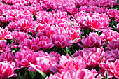 Tulipa 'Dior