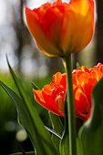 Tulipa 'Monte Orange
