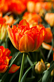 Tulipa 'Monte Orange'