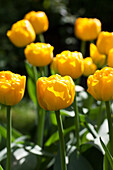 Tulipa Gold Fever