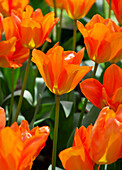 Tulipa fosteriana Orange Breeze