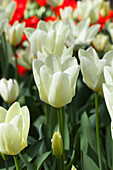 Tulipa fosteriana 'Purissima'