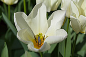 Tulipa fosteriana 'Purissima'