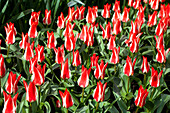 Tulipa greigii 'Pinocchio'